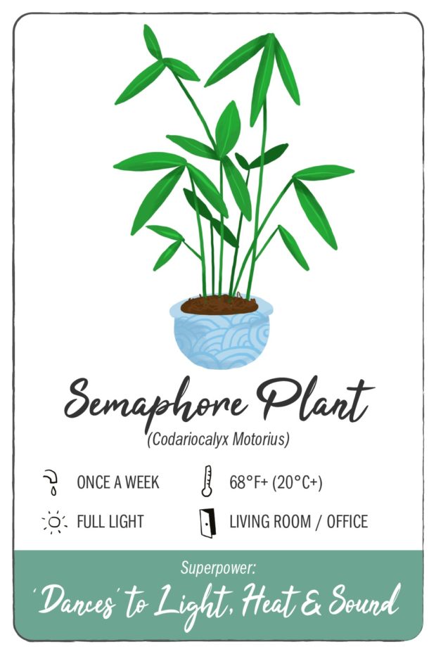 11 Houseplants With Superpowers