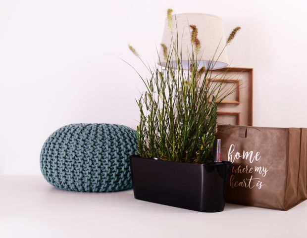 11 Houseplants With Superpowers