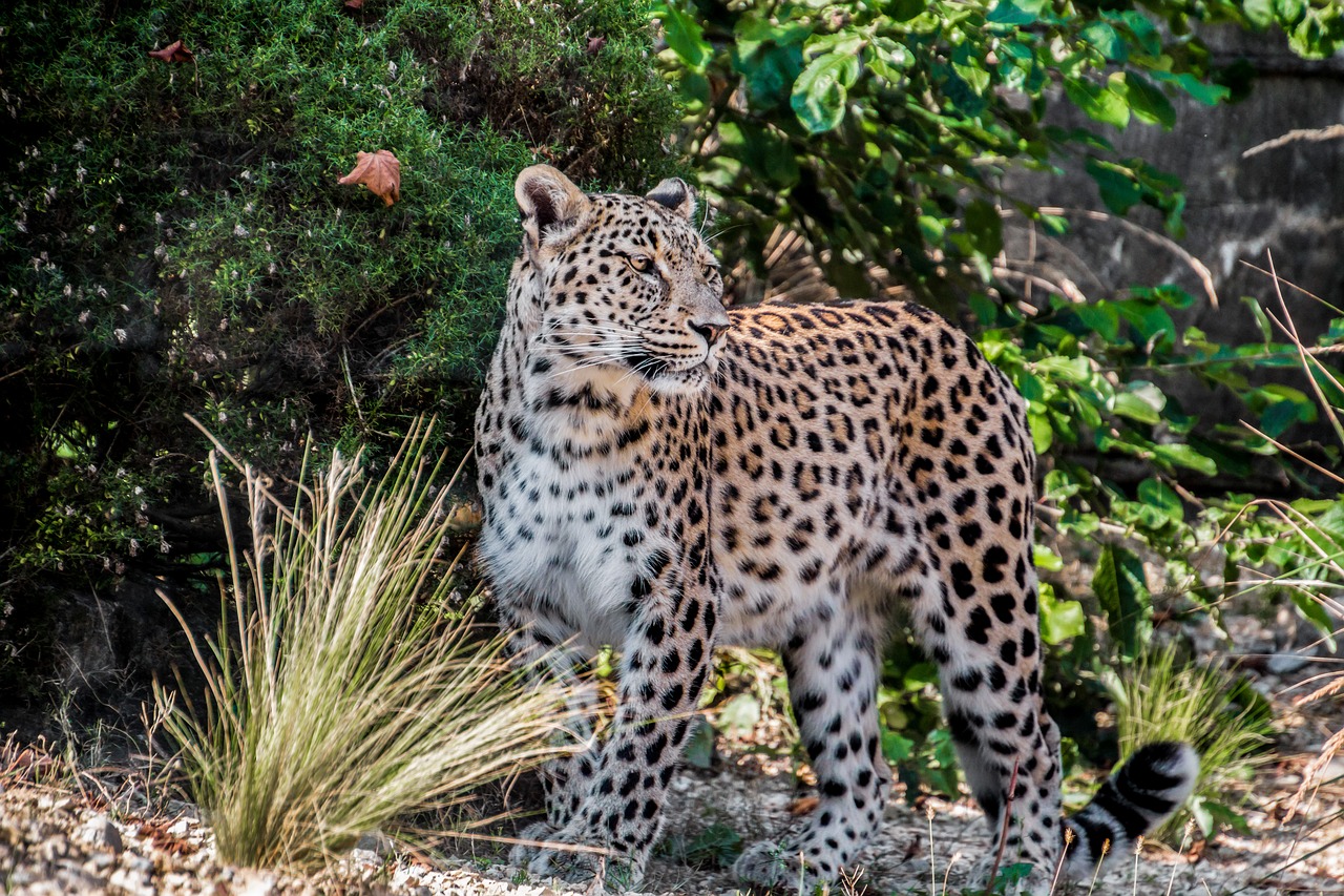7 Majestic ‘Big Cats’ and Where to Find Them in Their Natural Habitat