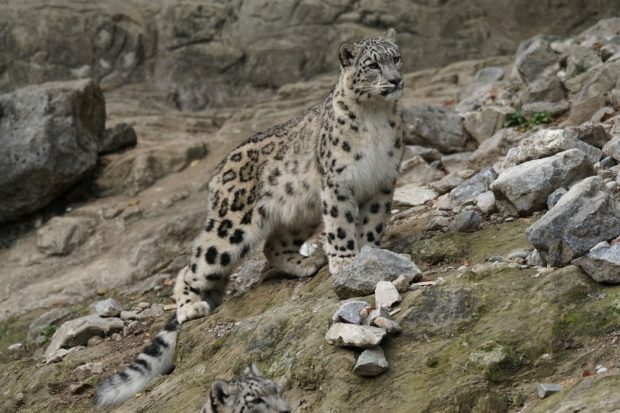 7 Majestic 'Big Cats' and Where to Find Them in Their Natural Habitat