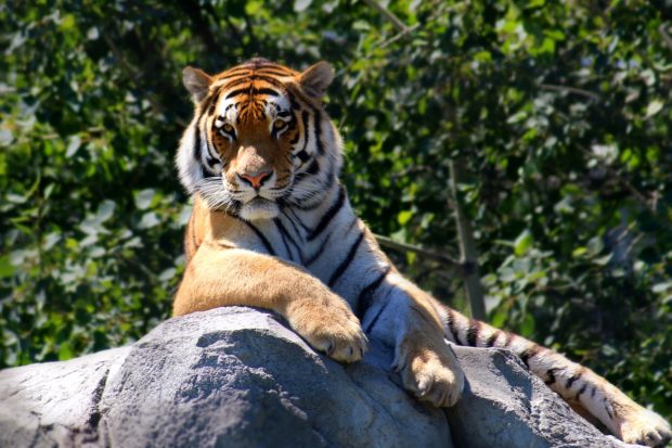 7 Majestic 'Big Cats' and Where to Find Them in Their Natural Habitat