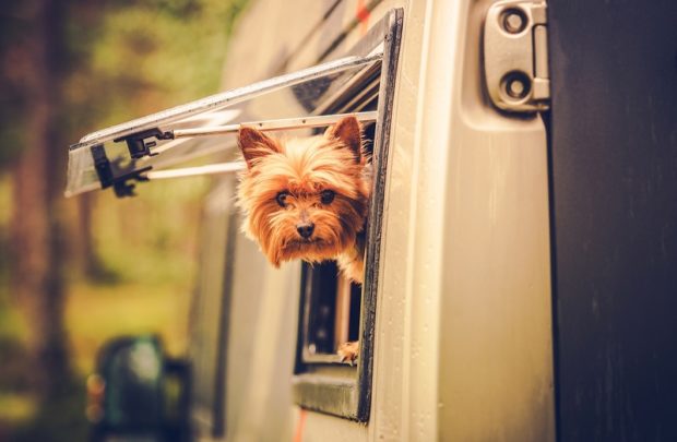 How to have the perfect RVing vacation with your dog