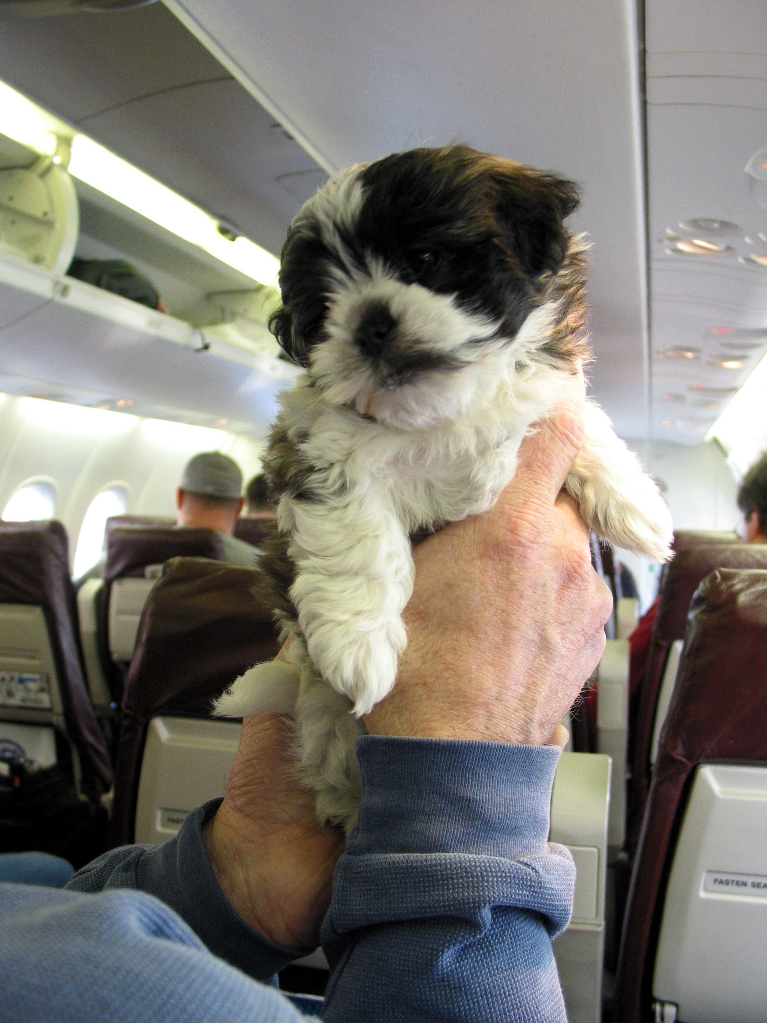 Pet-friendly Airlines Around the World