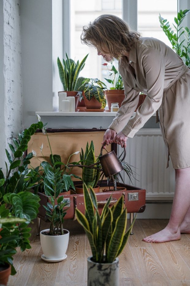 5 Easy Steps to Jumpstart Your Indoor Gardening