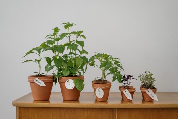5 Easy Steps to Jumpstart Your Indoor Gardening