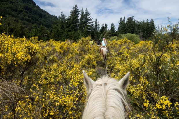 4 Reasons Why Horseback Riding Should Be Your Next Outdoor Hobby