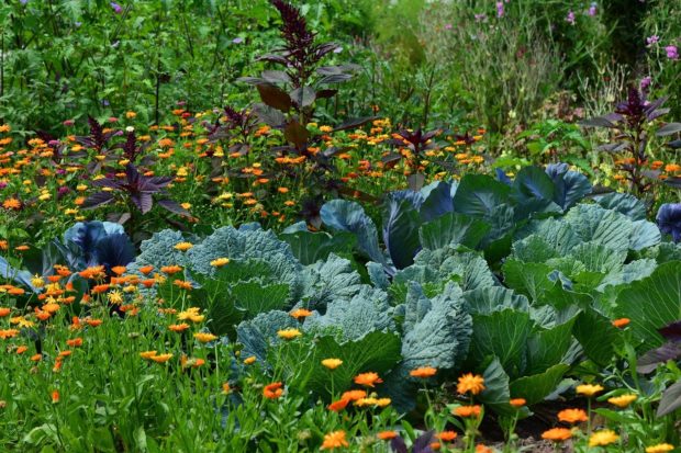 Some Great Ways to Create an Eco-Friendly Garden