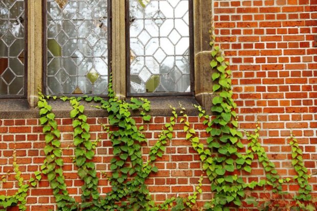 Decorate the Exterior of Your Home by Using Beautiful Vines