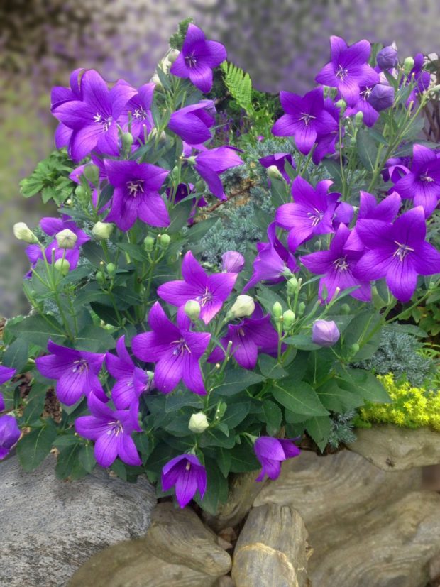 Type of Flowers that Can Enhance Beauty of Your Home and Garden