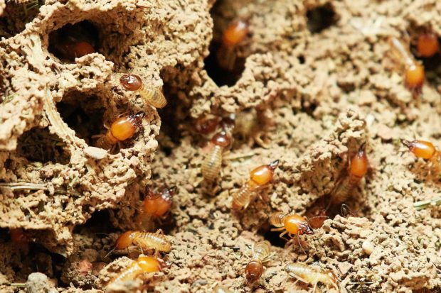 How To Protect Your Home From Termites