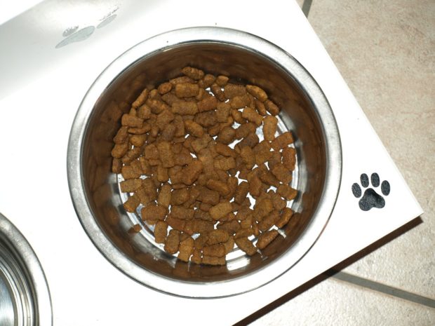 Pet Owner Basics: How to Feed Your Dog
