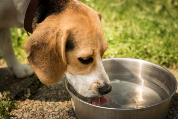 Pet Owner Basics: How to Feed Your Dog