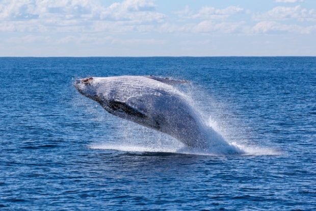 6 Best Whale Watching Places in Australia