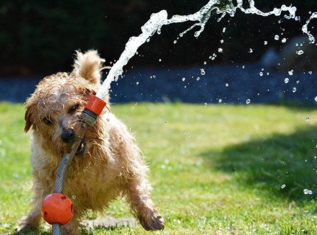 How to Make Your Yard More Pet-Friendly