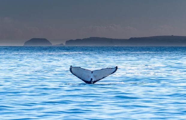 6 Best Whale Watching Places in Australia
