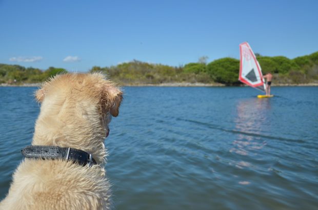 How to Plan the Perfect Pet-Friendly Vacation