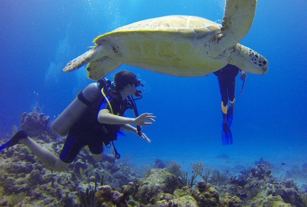 diver-549380_1280-620x419 4 Good Reasons Why Scuba Diving Should Be In Your Bucket List