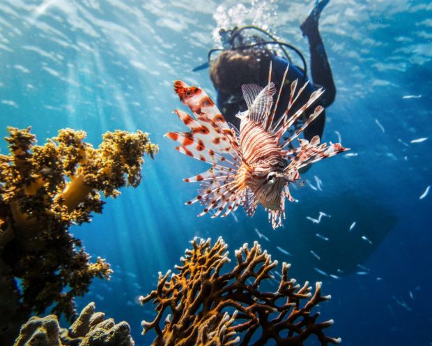 red-sea-2613882_1280-620x496 4 Good Reasons Why Scuba Diving Should Be In Your Bucket List