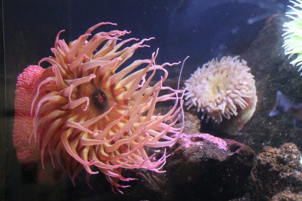 Dosing Your Reef Tank: An Essential Guide For Beginner Aquarists