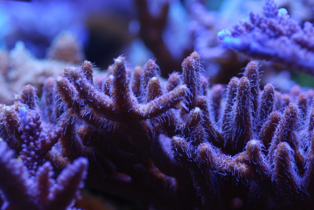 Dosing Your Reef Tank: An Essential Guide For Beginner Aquarists