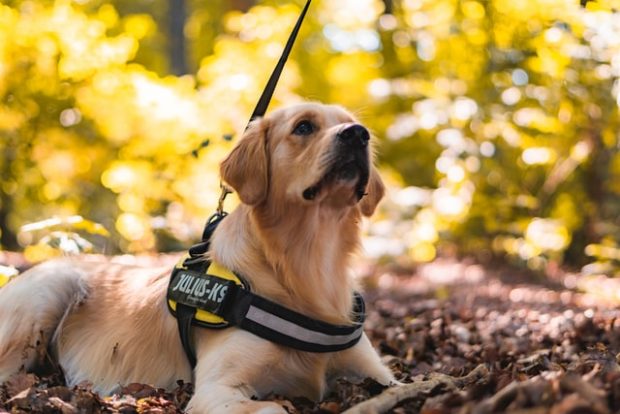How to Travel With Your Service Dog