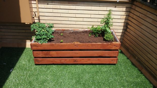 The Many Kinds of Vegetables You Can Plant in a Wooden Pallet