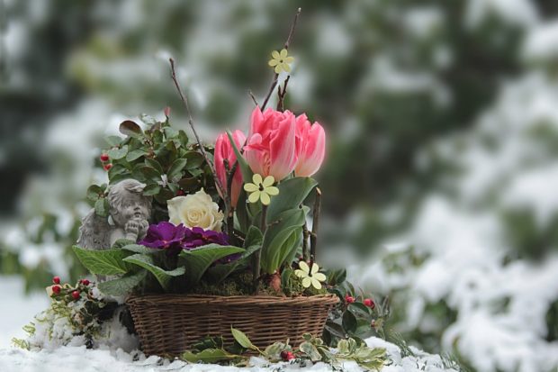 Add a Festive Touch to Your Home with Winter Flowers