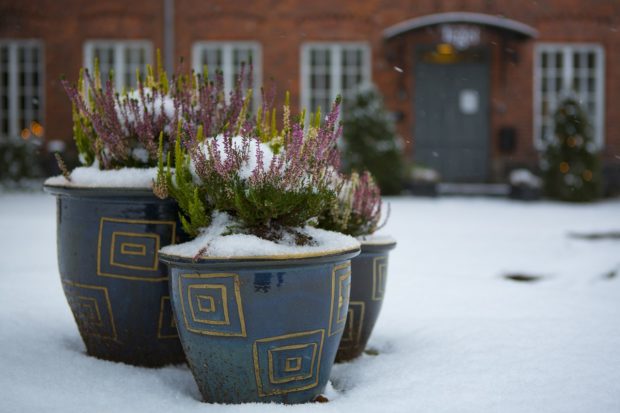 Add a Festive Touch to Your Home with Winter Flowers