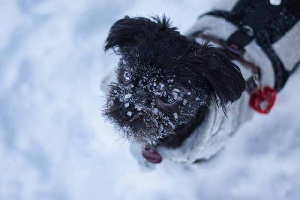 5 Things to Keep Pets Safe in the Winter
