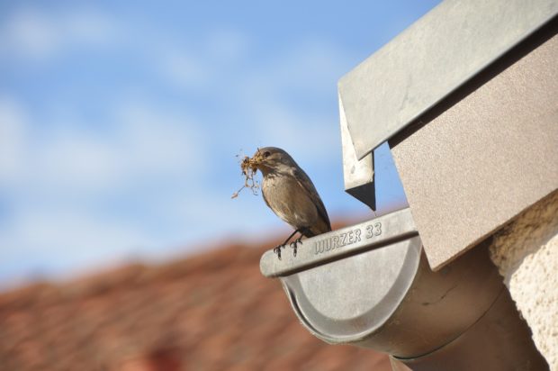 House-related problems caused by birds and how to deal with them