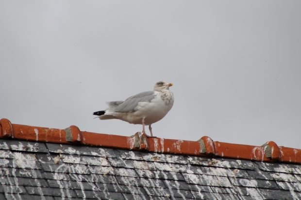 House-related problems caused by birds and how to deal with them
