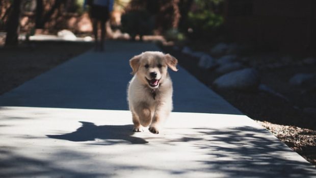 8 Mistakes to Avoid When Getting a New Puppy
