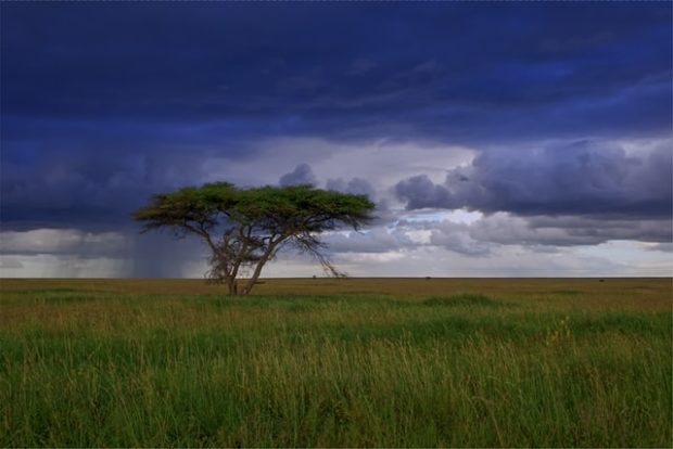Why Is Tanzania One of the Best Safari Destinations in Africa?