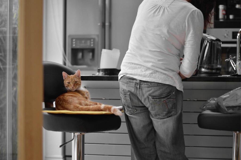 A Guide On How To Keep Your Pets Safe From Electrical Hazards 