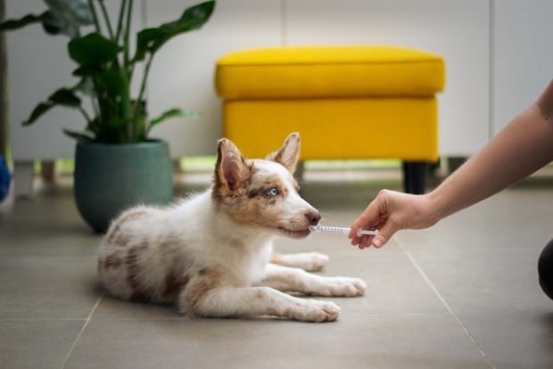 Hidden Threats to Your Pet Dog Around the House and How to Deal with Them