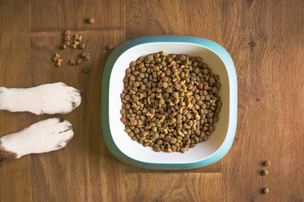 What to Check for in Dog Training Treats