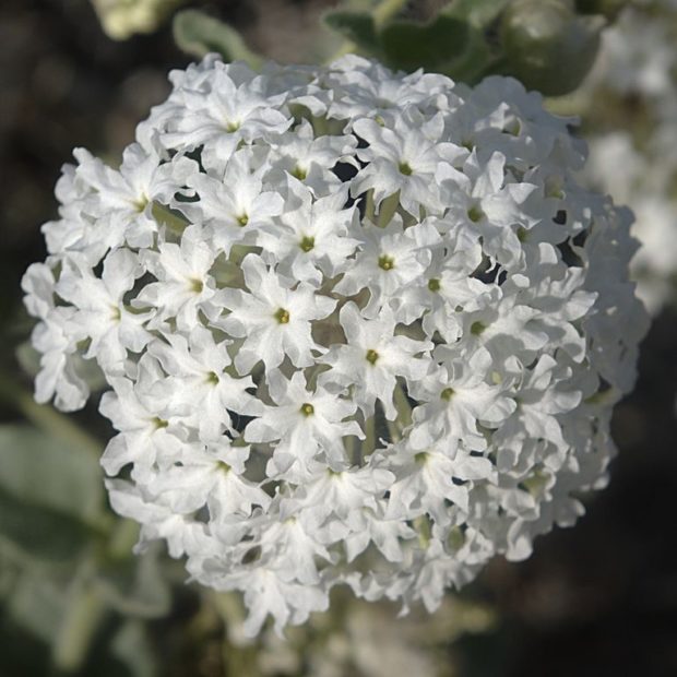 8 of the Best Plants for a Utah Garden