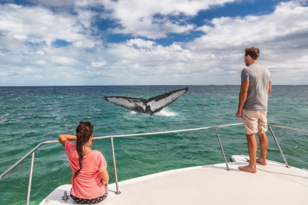 Caribbean Islands: the best place to whale watch