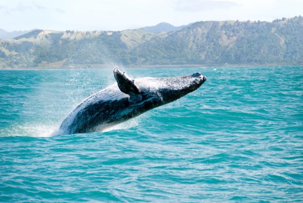 Caribbean Islands: the best place to whale watch