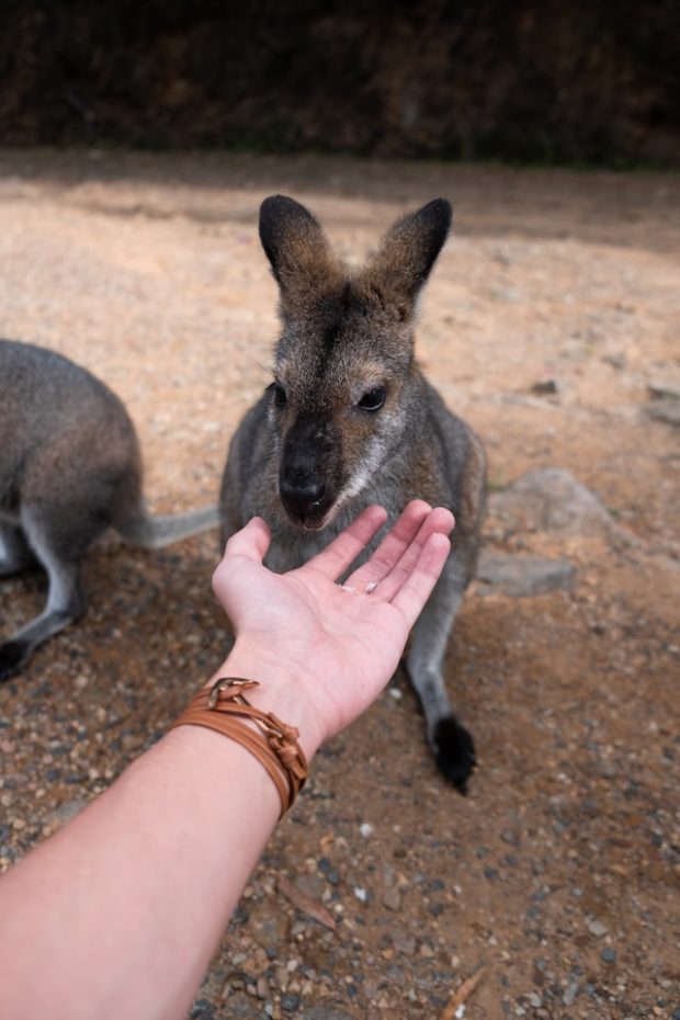 6 Awesome Things To Do In Australia