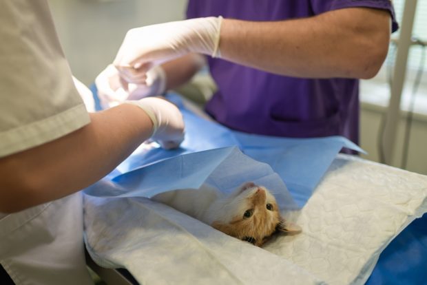 What Vets Want You to Know About Your Pet’s Surgery