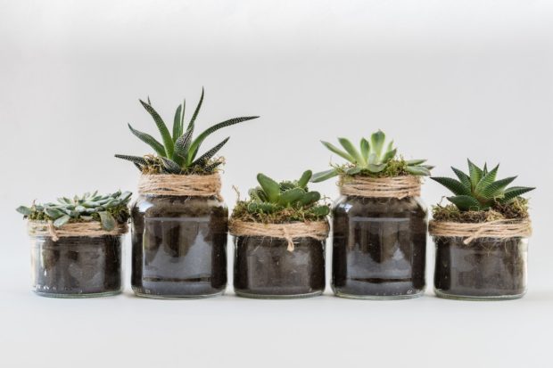 6 Interesting Details You Can Add To Your Indoor Garden