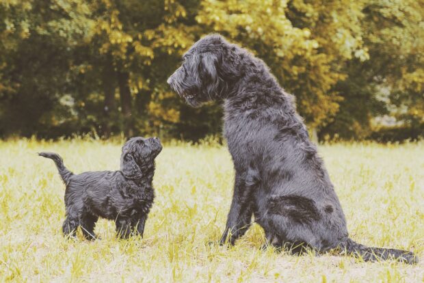 11 Labradoodle Myths: Debunking Common Misconceptions about the Breed