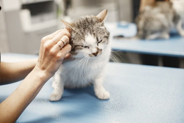 Caring for Our Companions: Finding the Right Veterinary Services