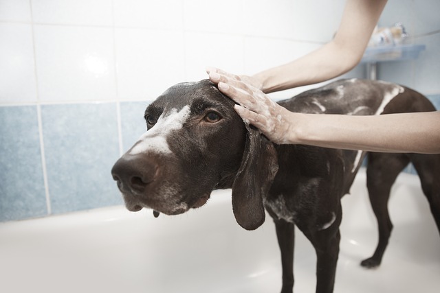 Keep Your Pets Healthy: The Signs of Fleas and Removal Process