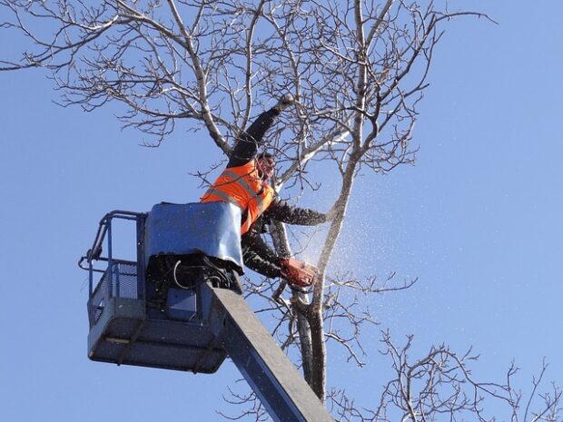 A Few Things Every Homeowner Should Know About Their Trees
