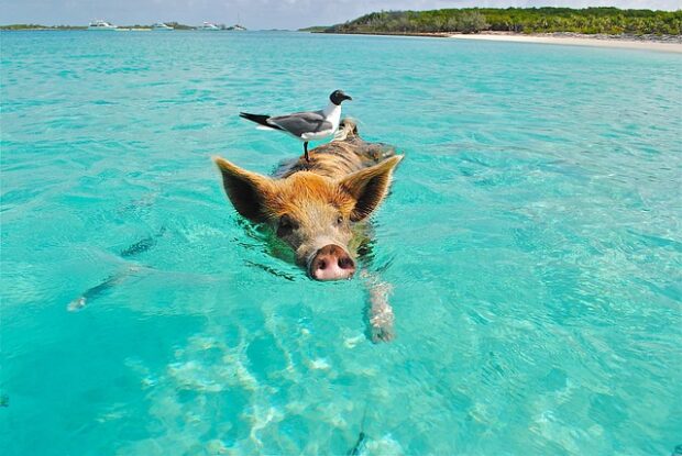 5 Must-Do Activities in the Bahamas