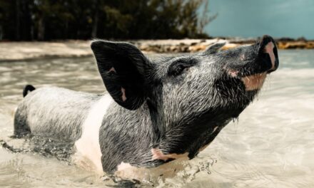Unforgettable Activities To Add to Your Bahamas Vacation Itinerary