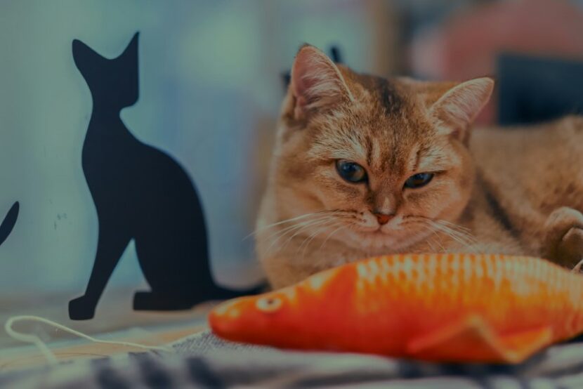 10 Amazing Toys Your Cat Will Love