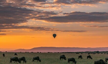 5 Unique Ways to Experience Wildlife in Africa